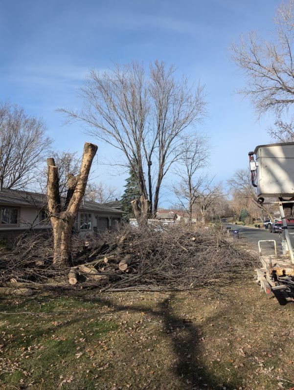 A tree is being cut down by a crane in a yard.