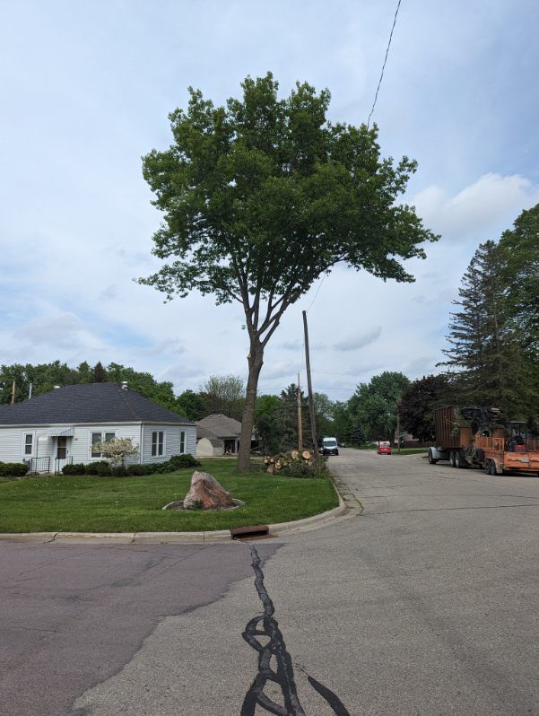 A tree in the middle of a street with a house in the background