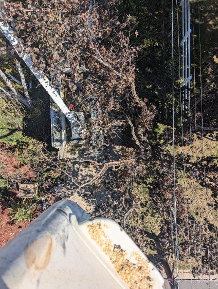 A man is cutting a tree with an aerial lift