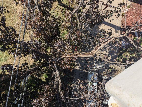 An aerial view of a forest with trees and a building in the background