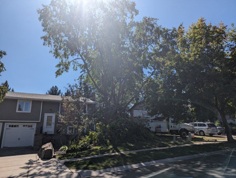 A house with a large tree in front of it