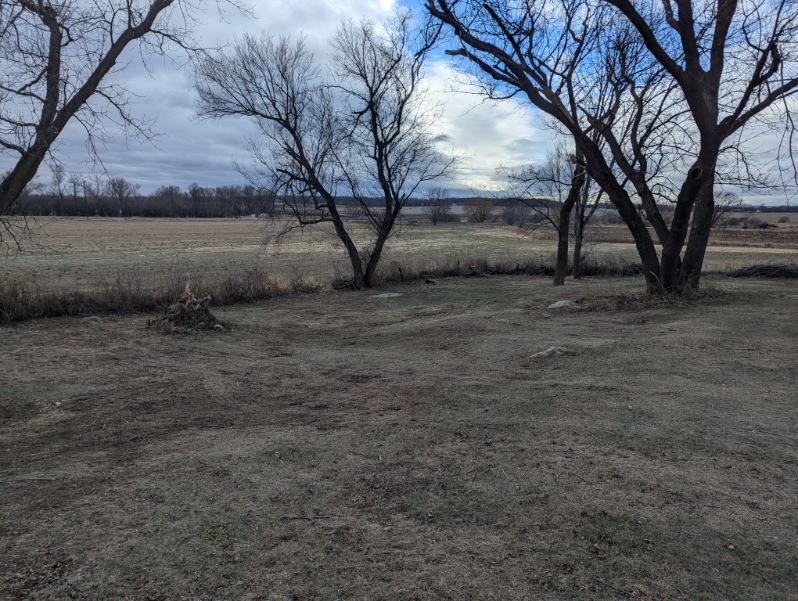 A field with trees in the foreground and a blue sky in the background