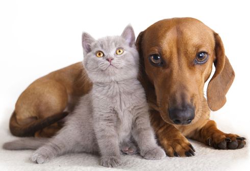 Cremazione animali domestici