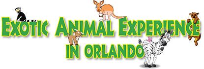 Exotic Animal Experience In Orlando
