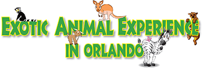 Exotic Animal Experience In Orlando