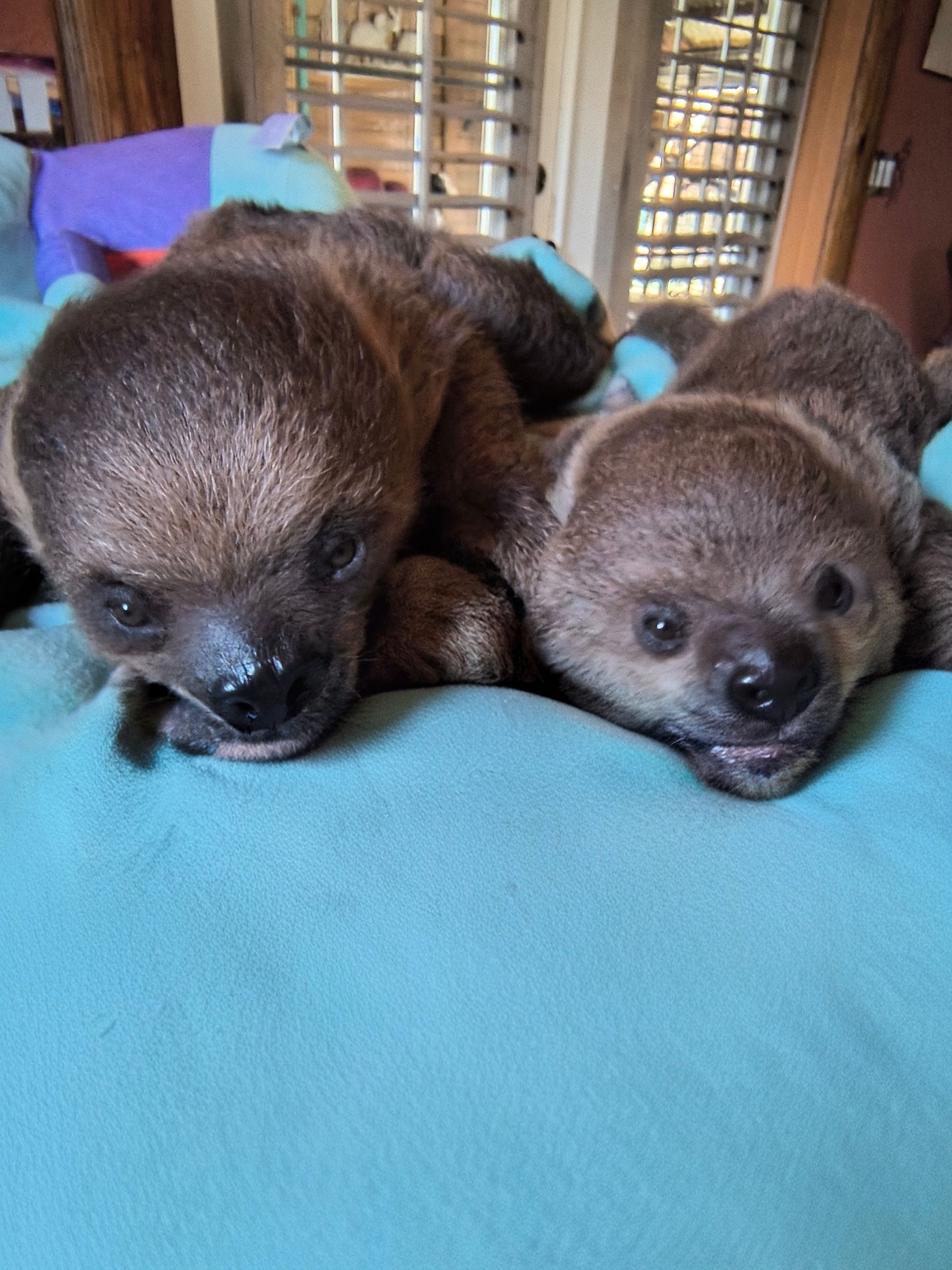 Two baby sloths with brown fur lie on a light blue blanket.