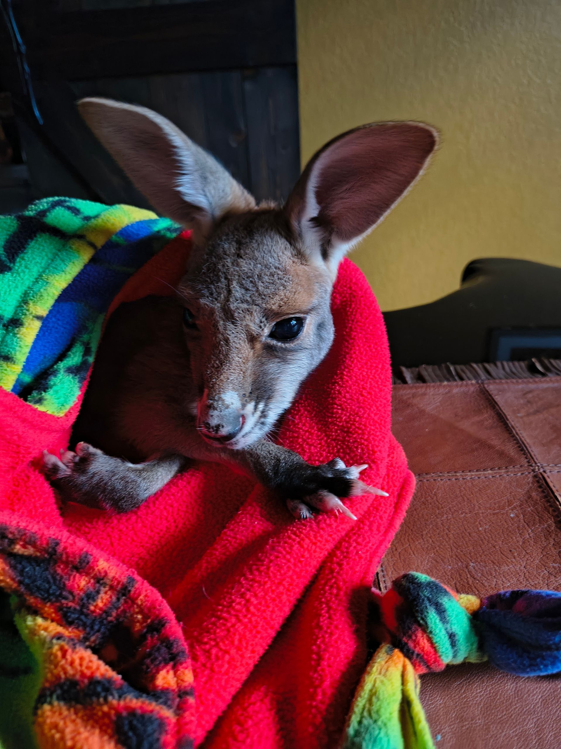 Joey kangaroo wrapped in a red blanket, looking out with large ears.