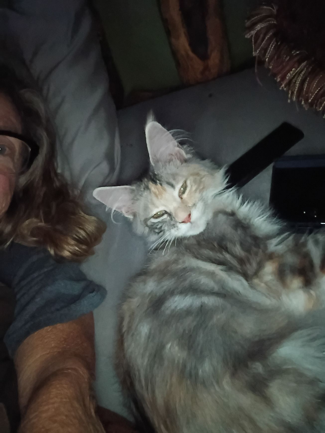 A fluffy, silver tabby cat rests on a bed, next to a person. The cat looks relaxed, with partially closed eyes.