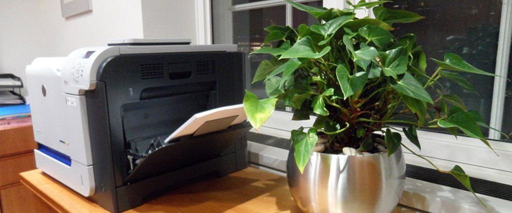 Interior plants available in West London