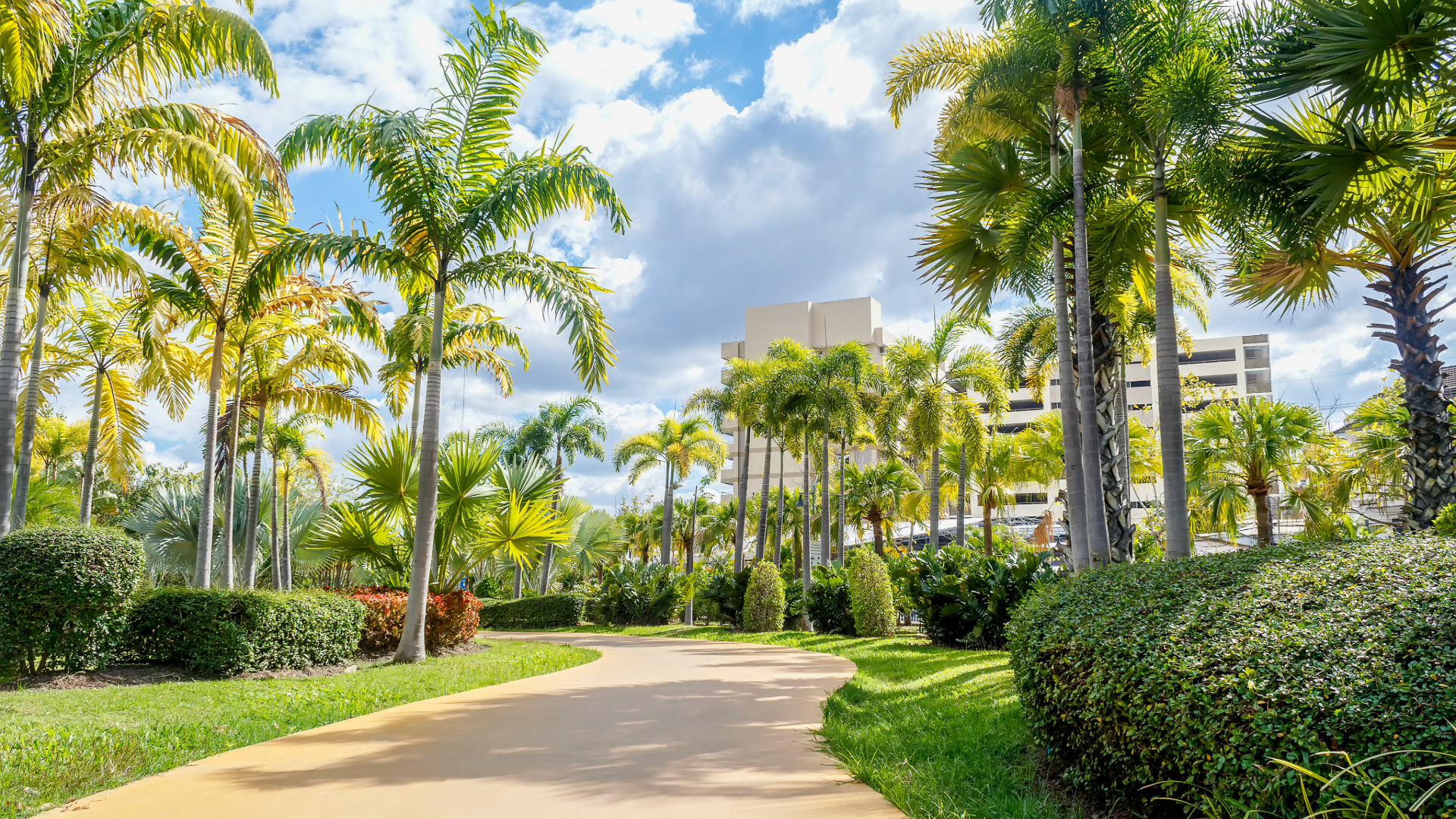 Sunny tropical park with palm trees, green lawns, and a winding path under a blue sky