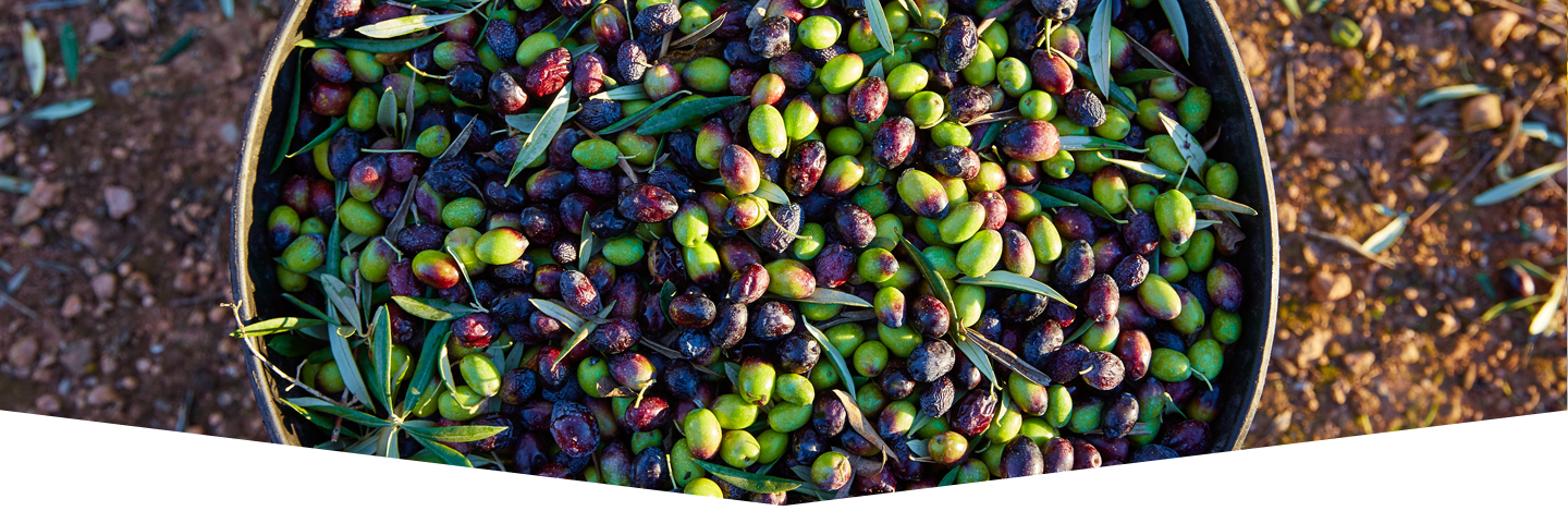 Cesta piena di olive