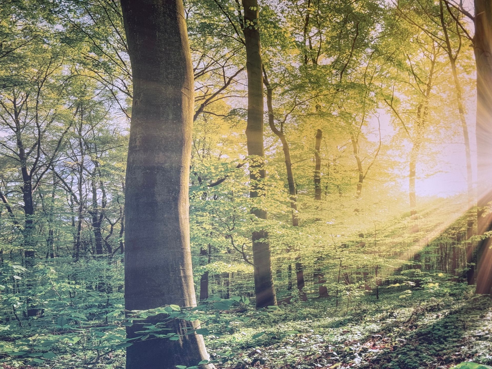 Blick in den Wald beim Restaurant Platzhirsch in Olching, die Sonne sorgt für ein besonderes Ambiente