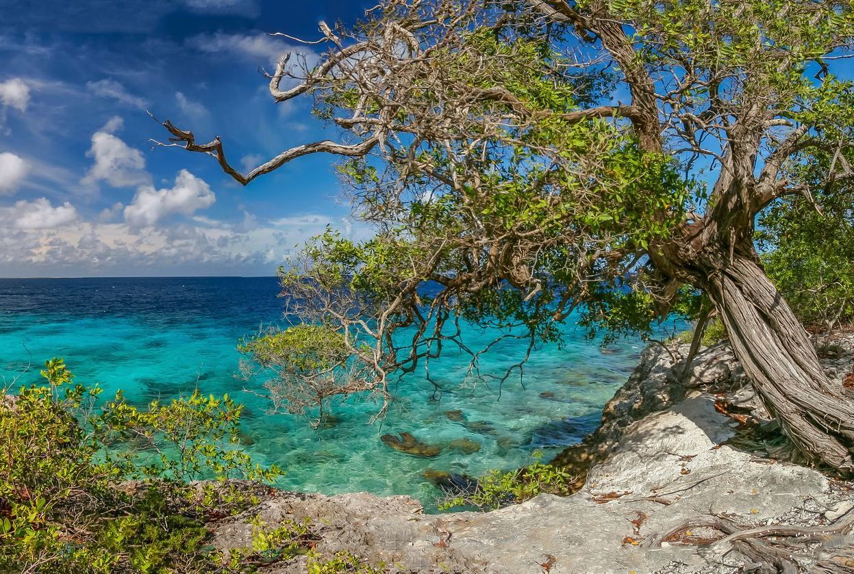 There is a tree on the shore of the ocean.