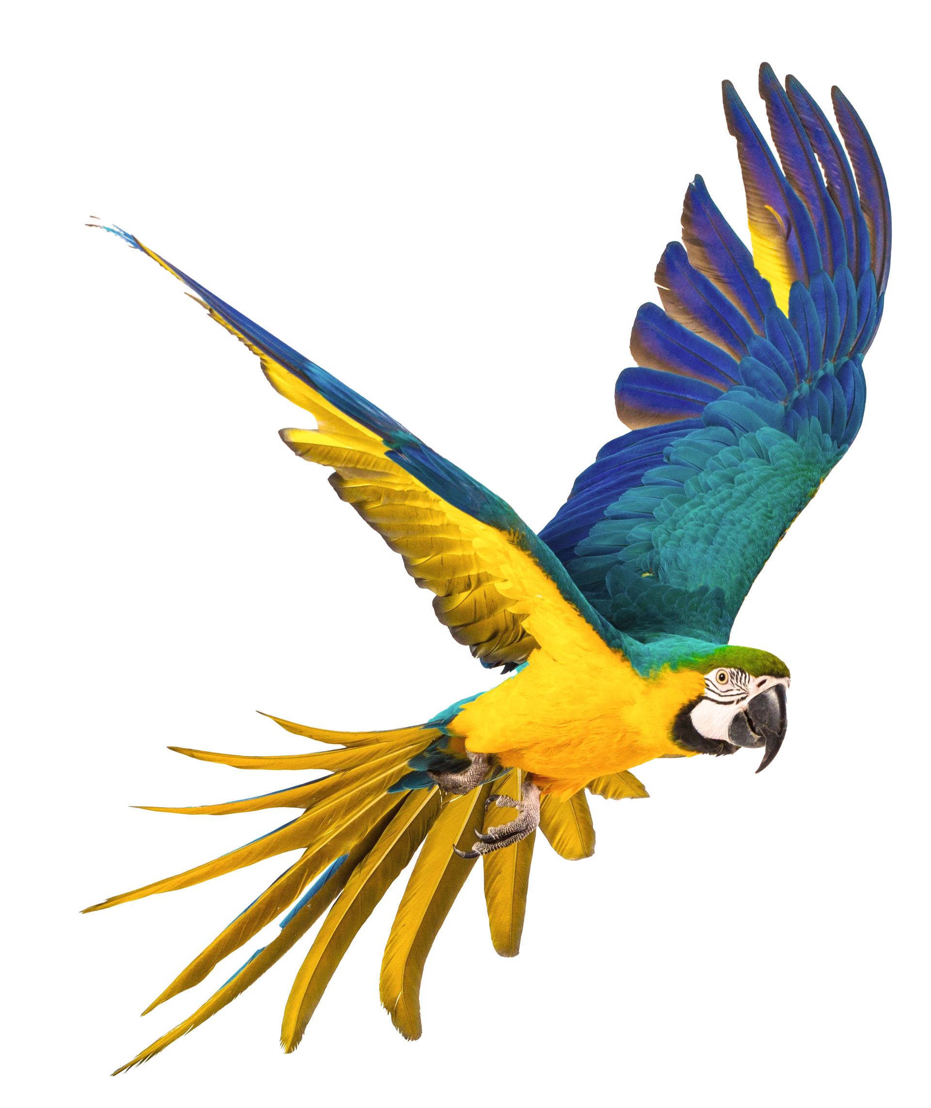 A blue and yellow parrot is flying in the air