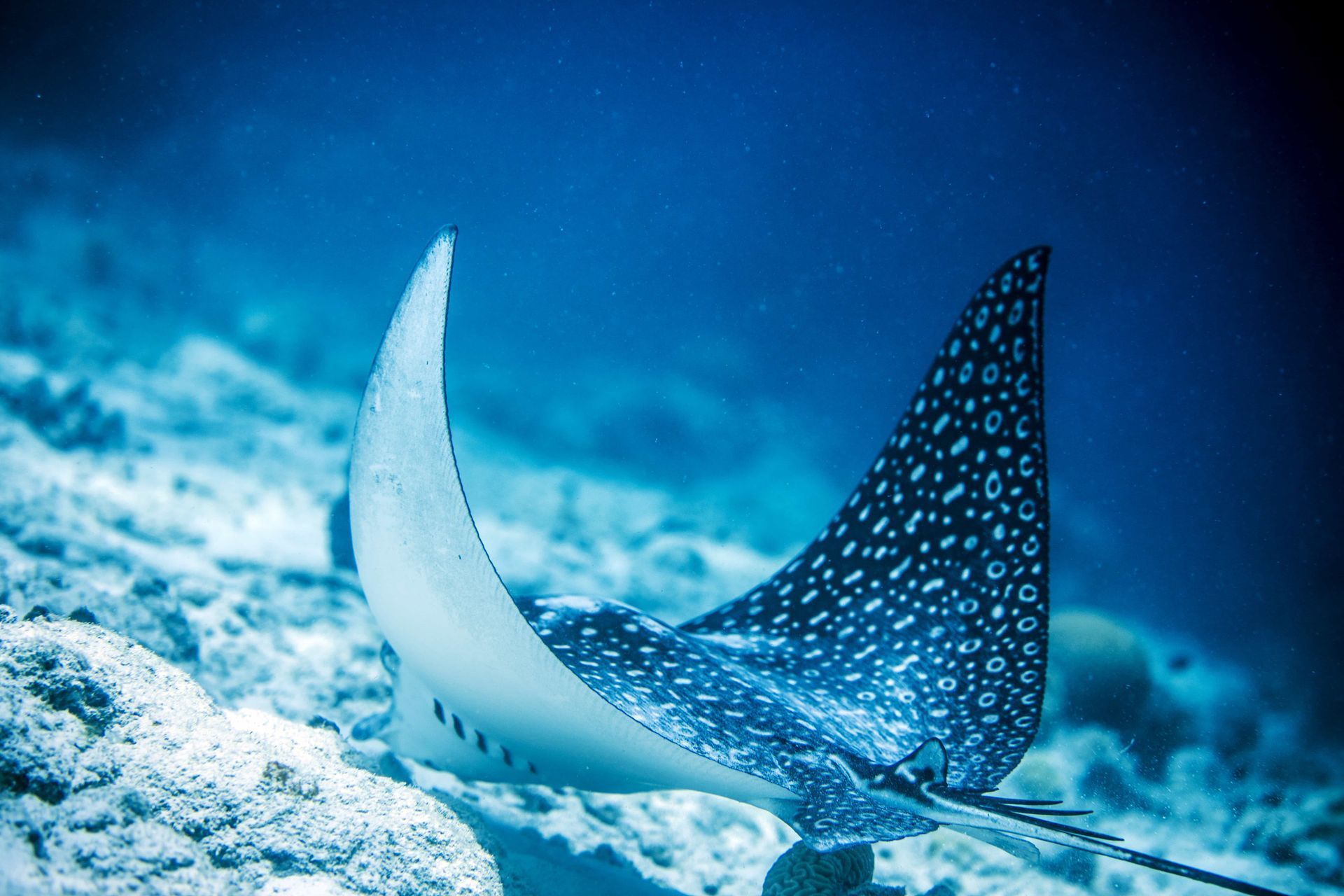 A stingray is swimming in the ocean near a coral reef.