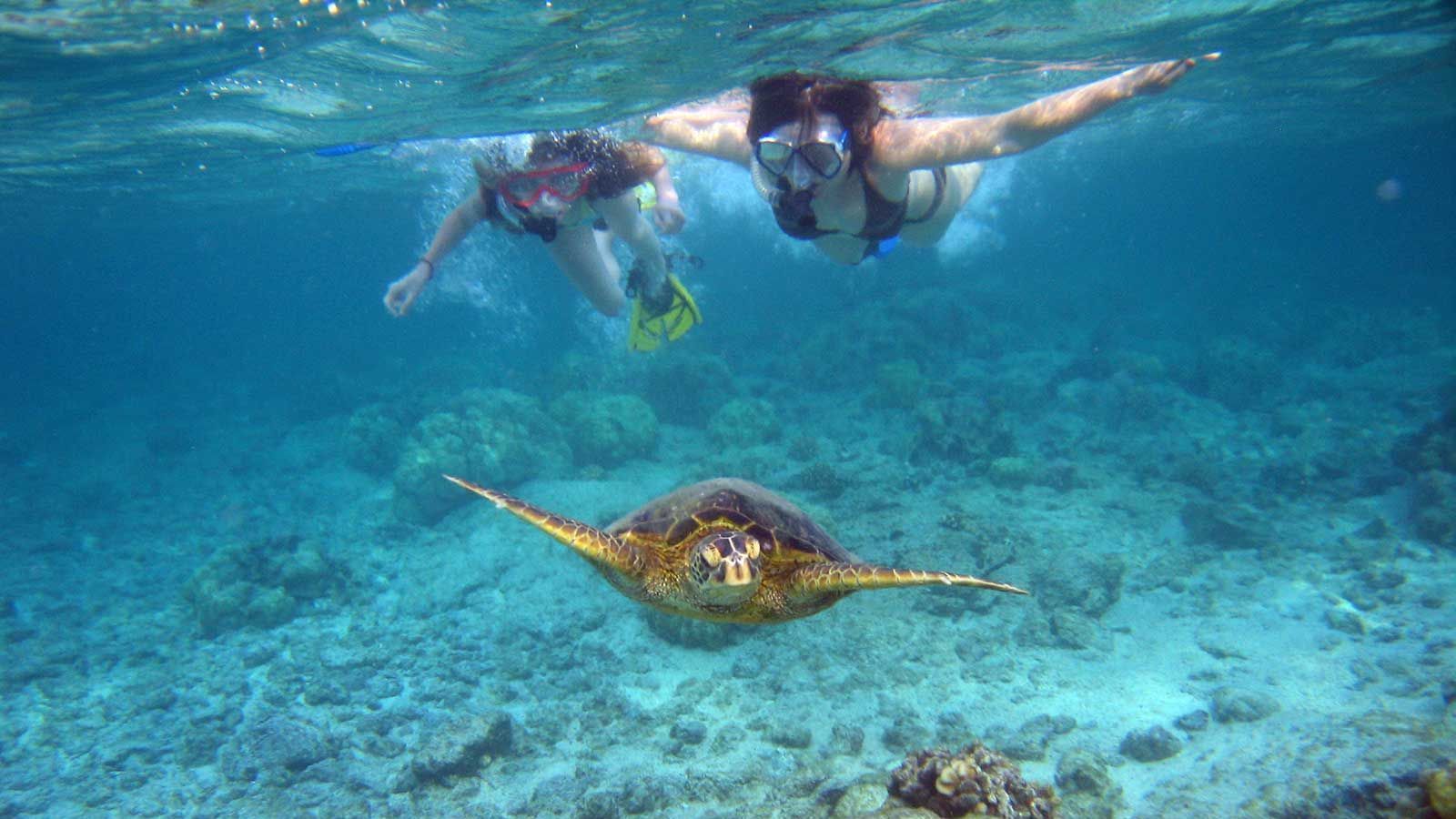 A couple of people are swimming in the ocean next to a sea turtle.