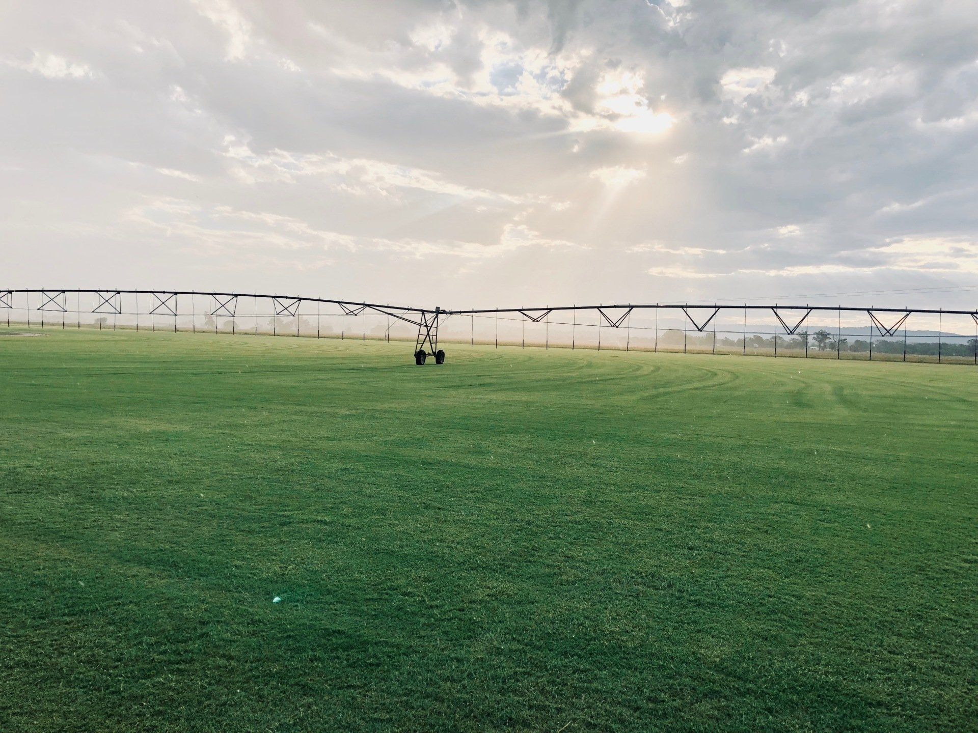 Queensland Turf Placid Hills Turf Supplies