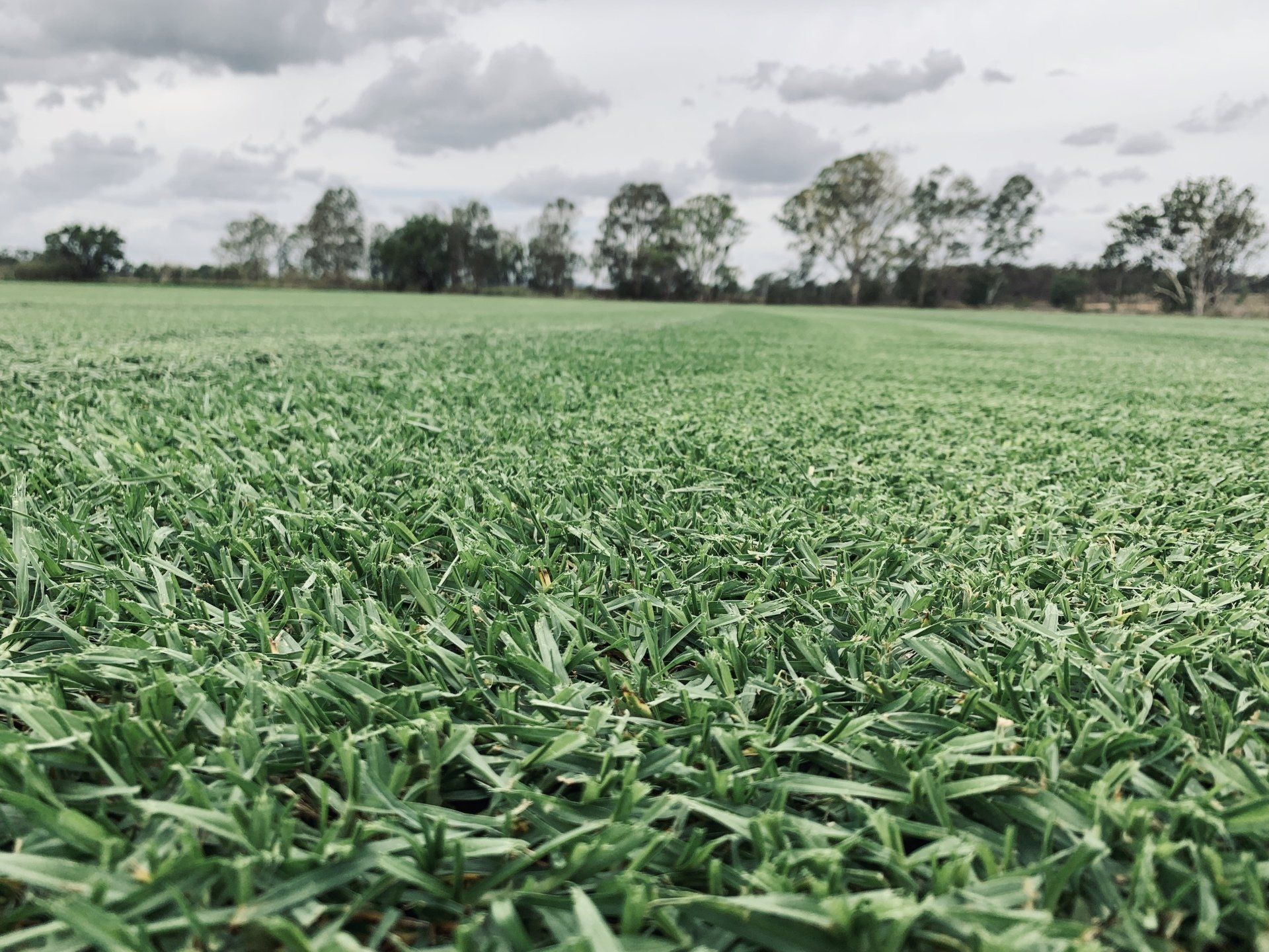 Queensland Turf Placid Hills Turf Supplies