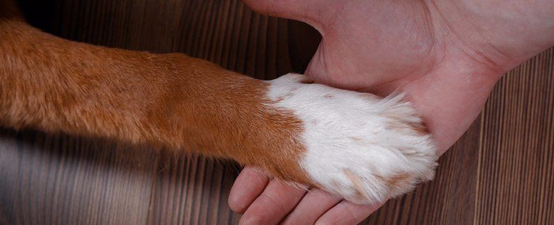 A person is holding a dog 's paw in their hand.