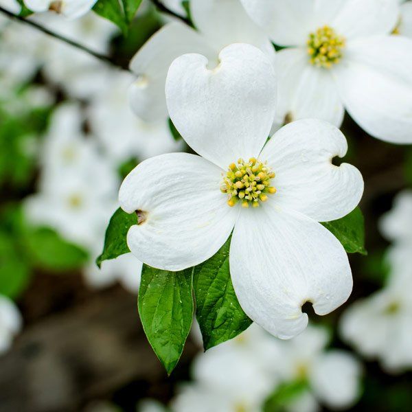 Honaker Funeral Home Honaker, VA