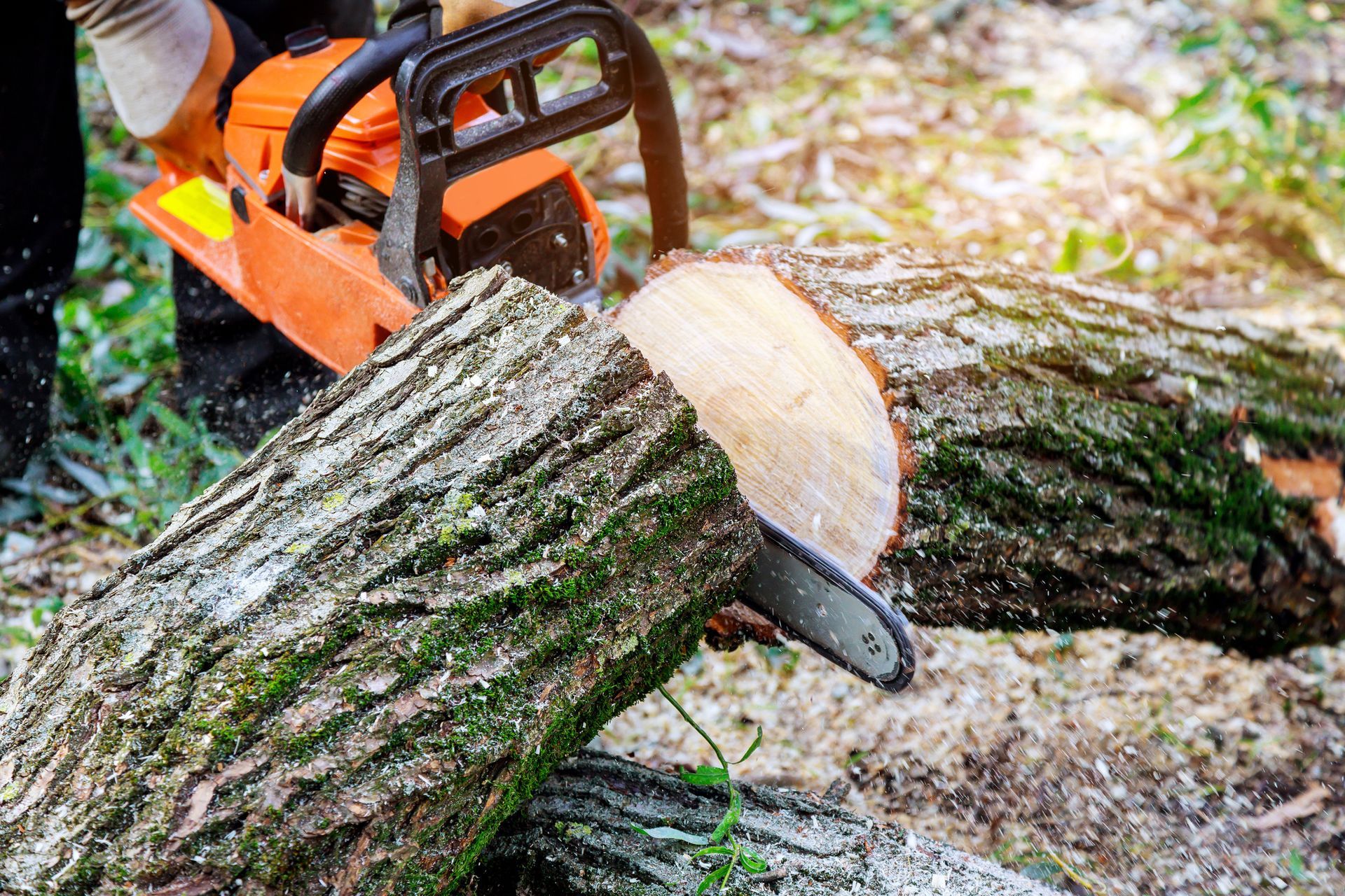 A person is cutting a tree with a chainsaw.