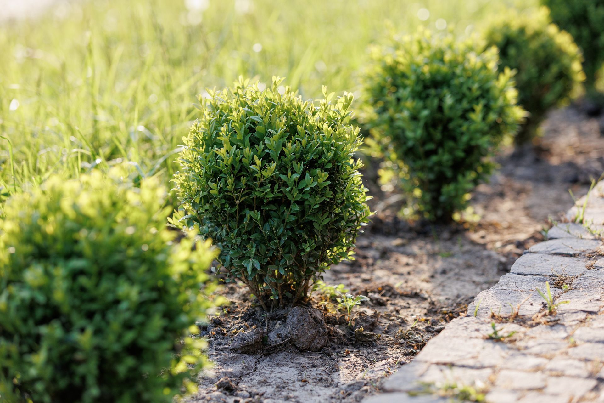 A row of small bushes growing in a garden next to a brick walkway.