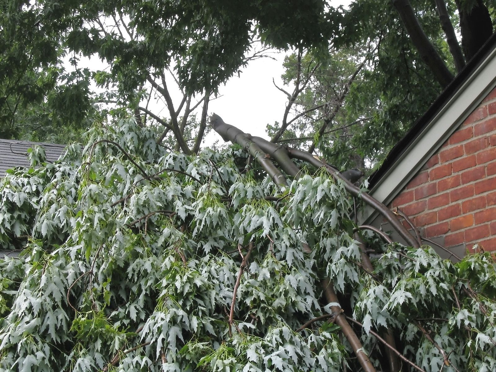 A tree that has fallen on top of a brick building