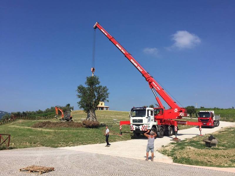 movimentazione di un albero