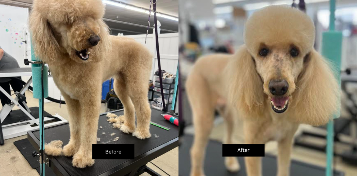 Before and after photos of a light-colored poodle being groomed, showing a shaggy coat transitioned into a styled haircut.