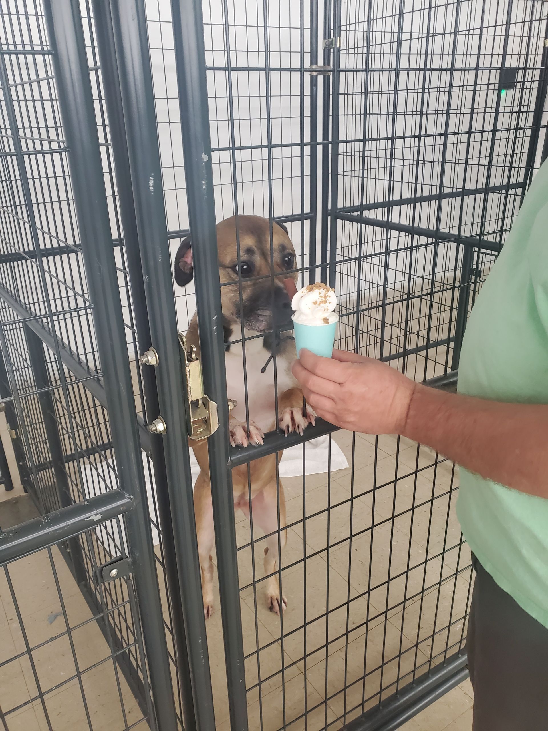 A person is feeding a dog ice cream in a cage.