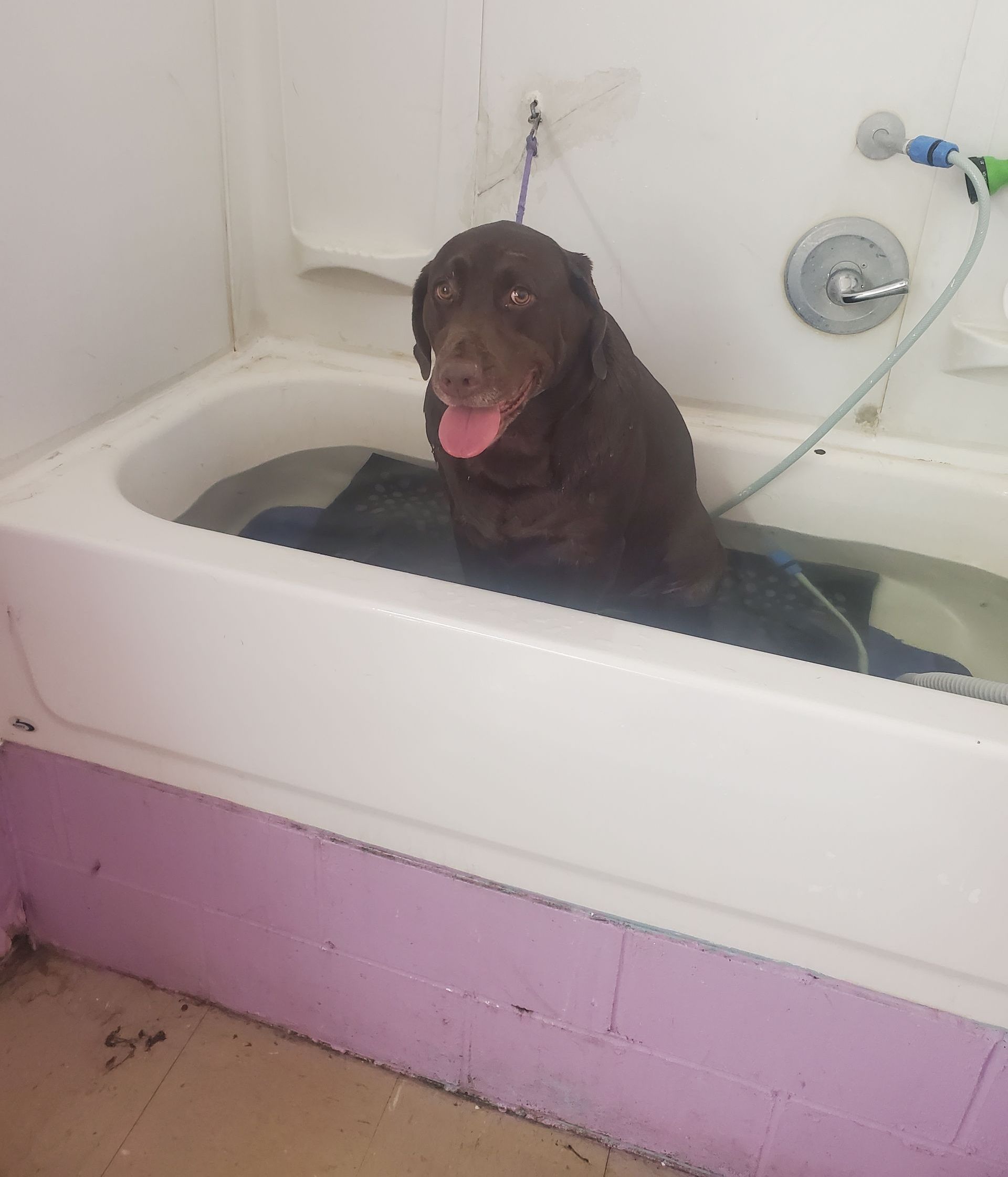A brown dog is sitting in a bathtub with its tongue out.