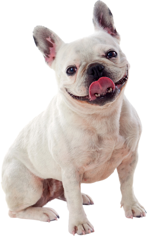 A white french bulldog is sitting down with its tongue out and smiling.