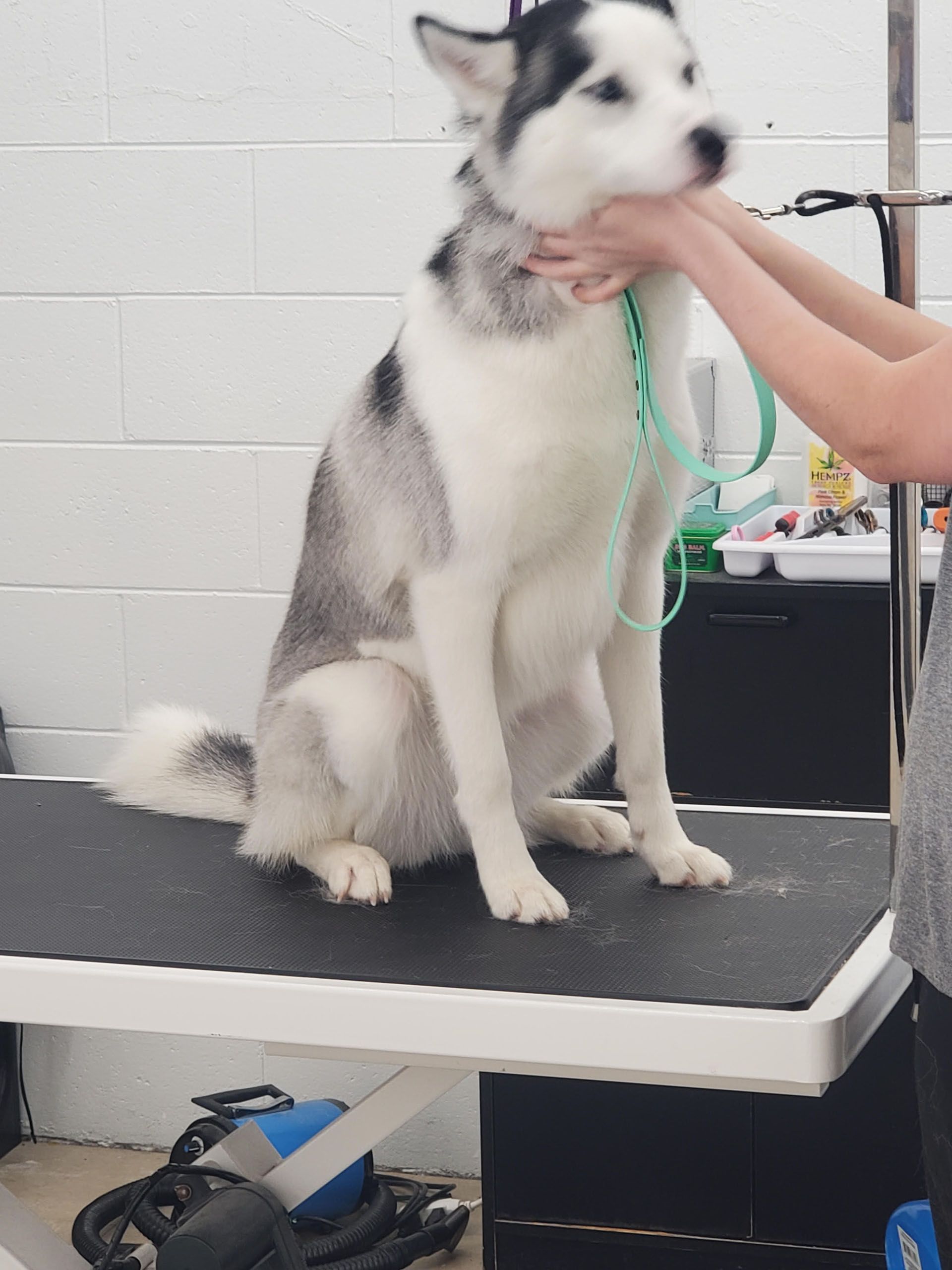 A husky dog is sitting on a table being groomed by a person