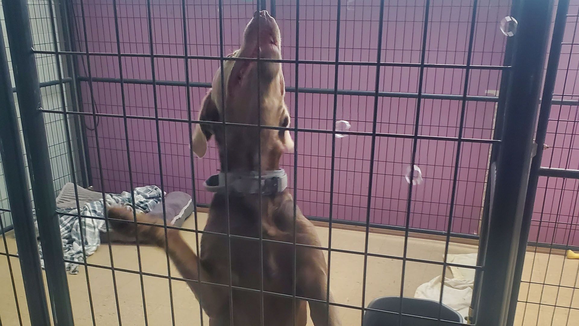 A dog is standing in a cage with a pink wall behind it.