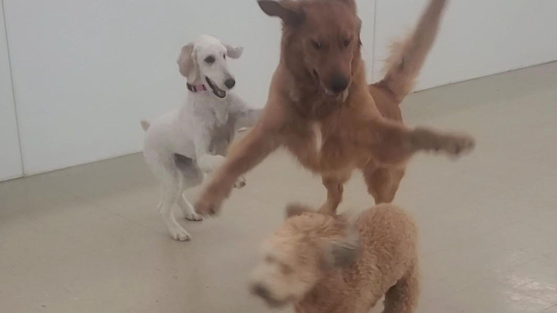 A group of dogs are playing with each other in a room.