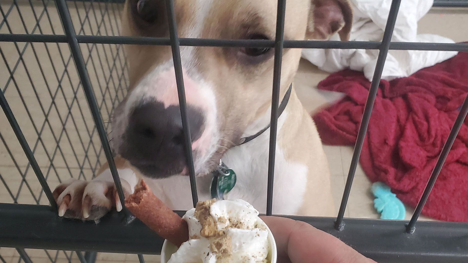 A dog is looking through a cage at a person holding an ice cream cone.