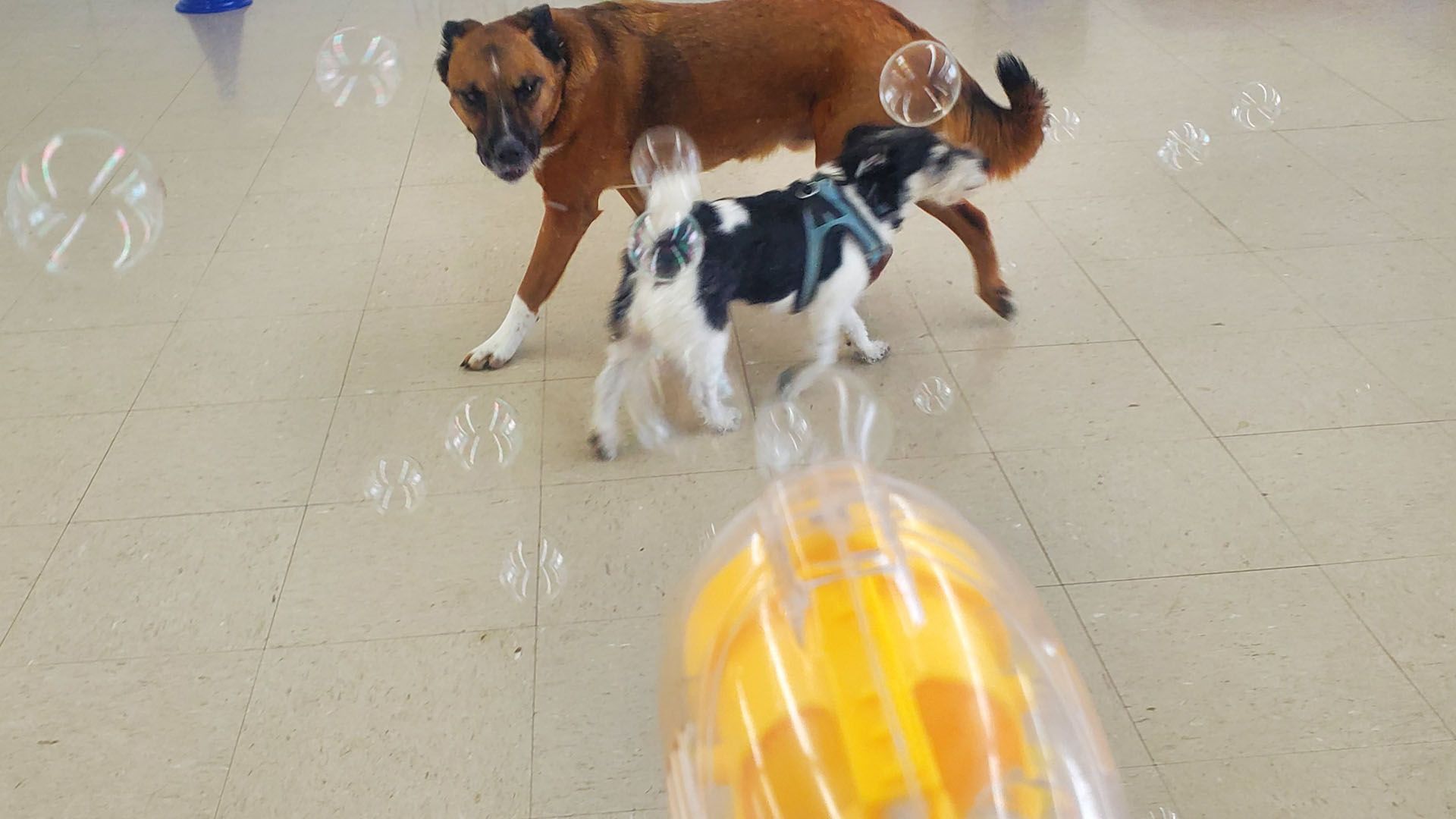 Three dogs are playing with soap bubbles in a room.