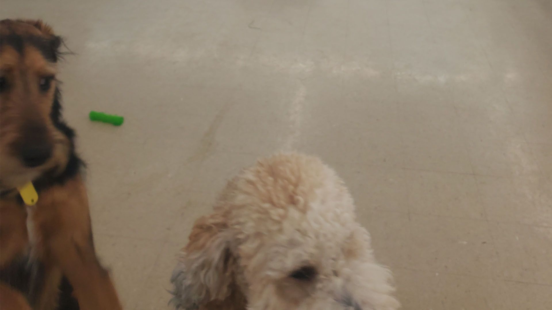 Two dogs are sitting next to each other in a bathtub.
