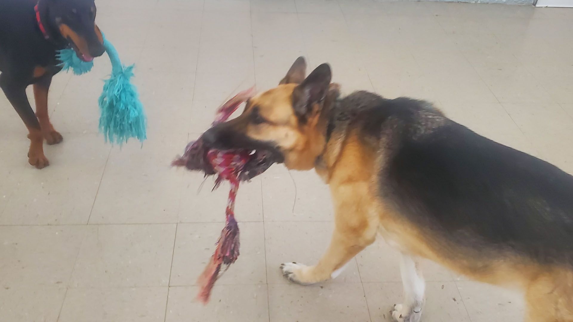 Two dogs are playing with a toy on the floor.