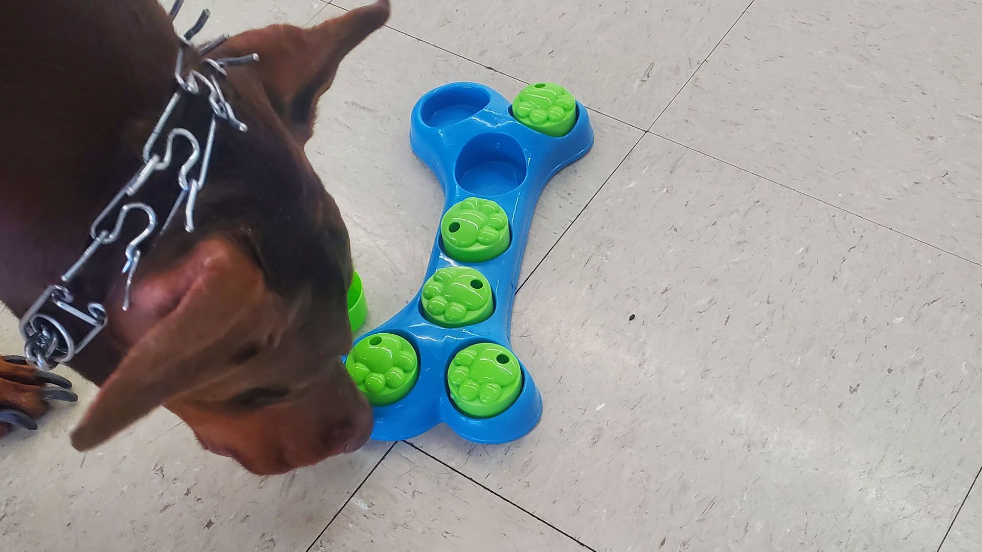 A dog is playing with a blue and green toy on the floor.
