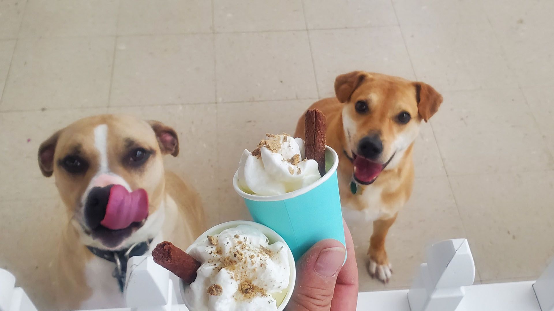Two dogs are licking their lips while a person holds a cup of ice cream.