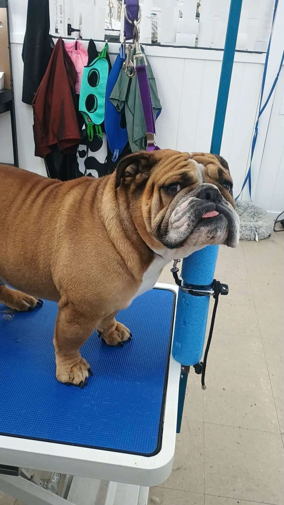 Brown and white bulldog on a blue grooming table, tongue out.