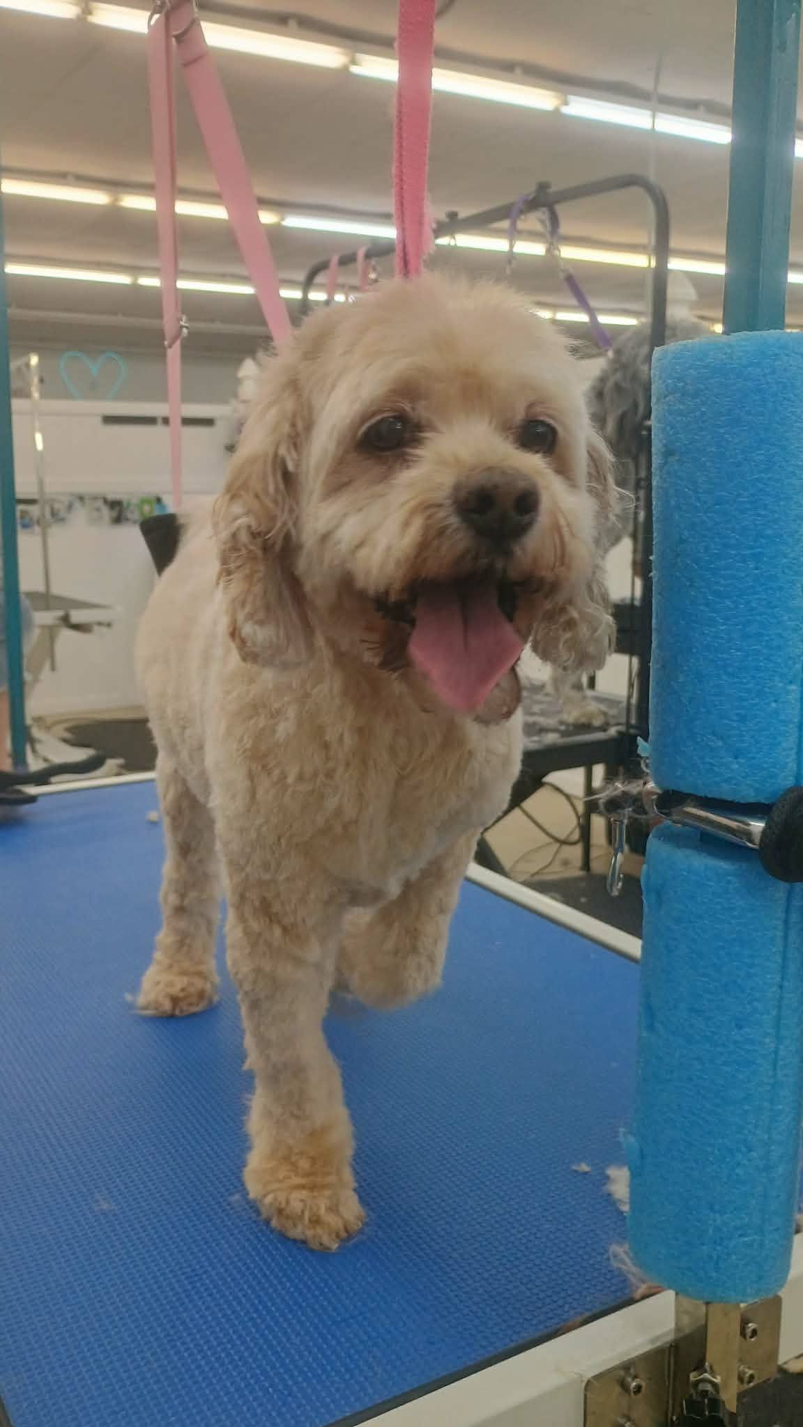 Smiling, beige-colored dog with a pink tongue out, standing on a blue grooming table.