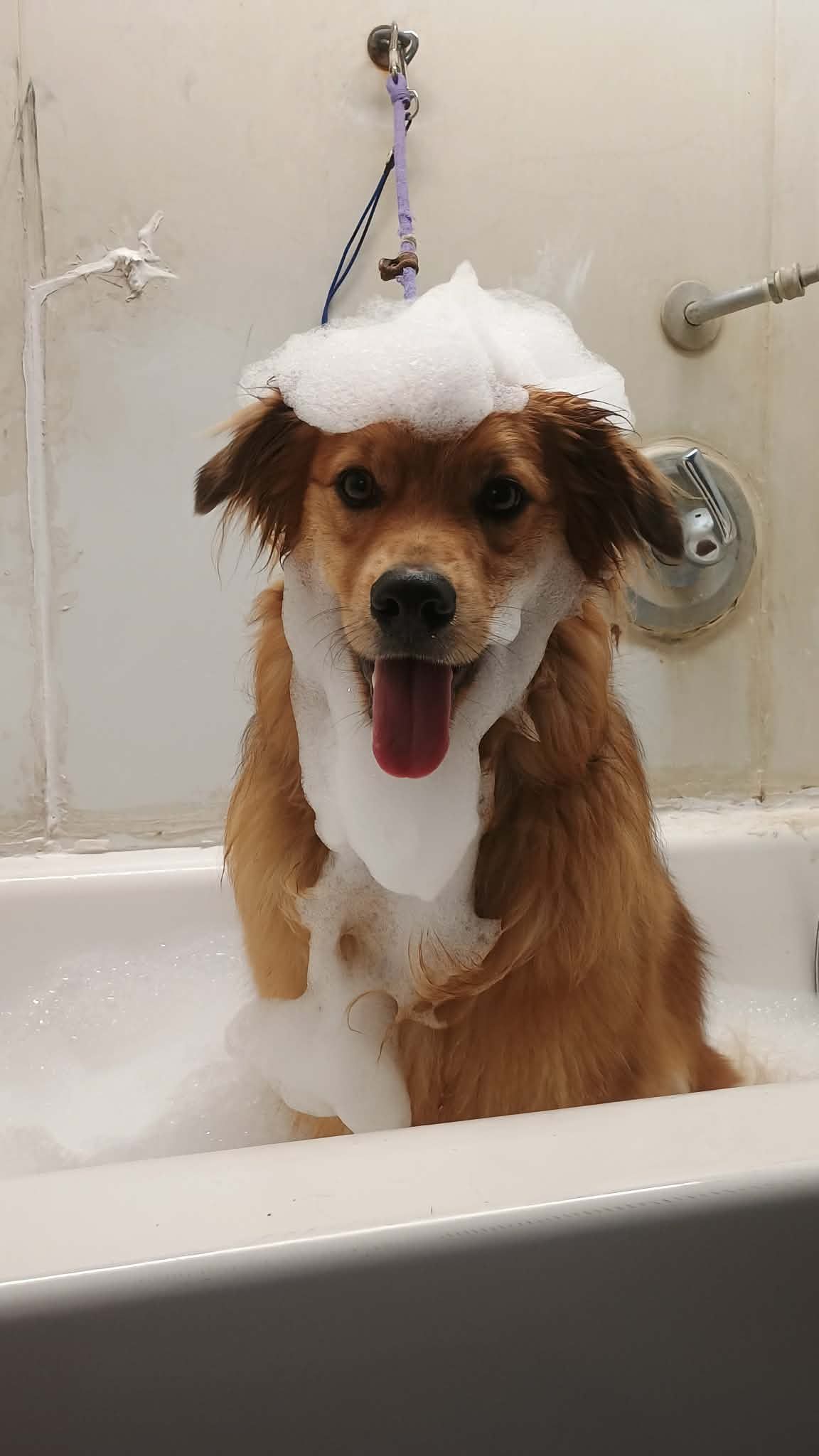 Dog covered in soap suds in a bathtub, smiling with tongue out.