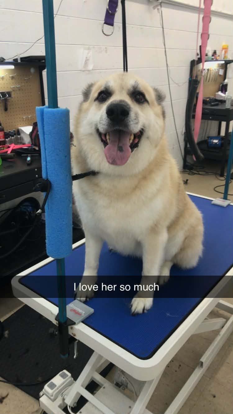 Smiling, light-colored dog on a grooming table, blue mat. Text reads, “I love her so much”. Grooming tools in background.