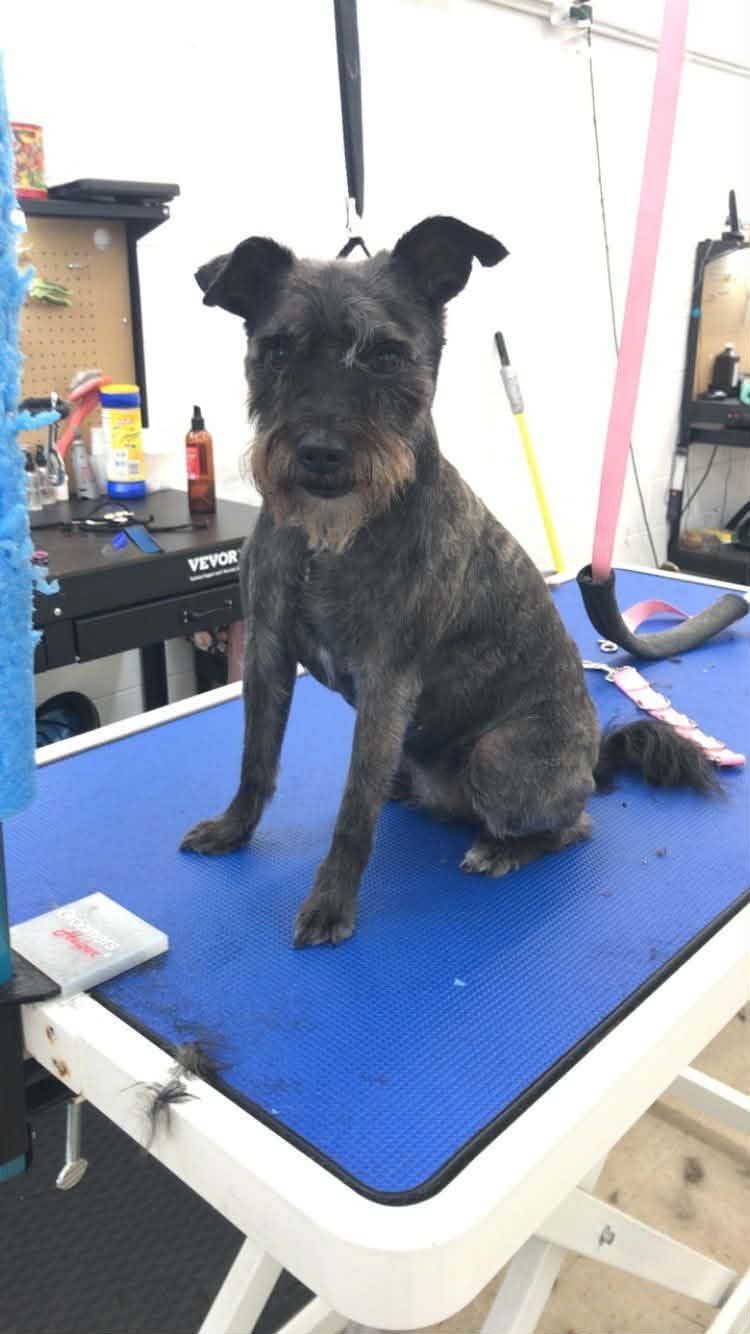 Dog with wiry fur sits on a blue grooming table. The dog is dark with a tan muzzle.