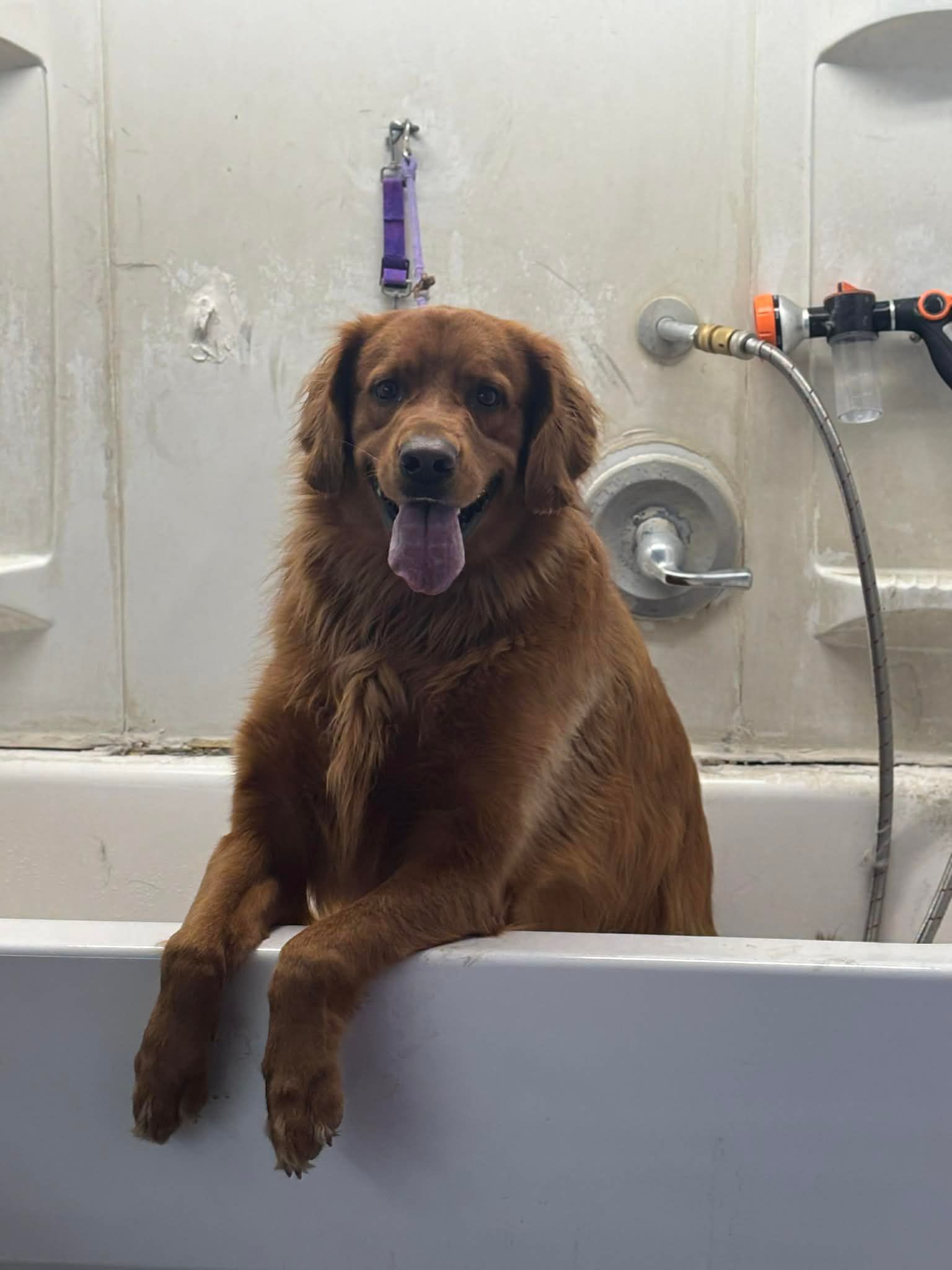 Golden retriever in a bathtub, looking at the camera with its tongue out. Brown fur, white tub, neutral background.