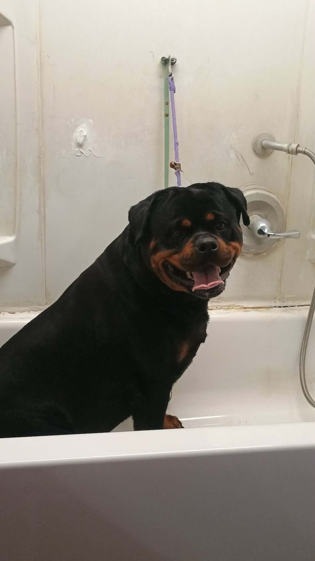 Rottweiler dog sitting in a white bathtub, smiling with its mouth open. Dark fur, white bathroom.