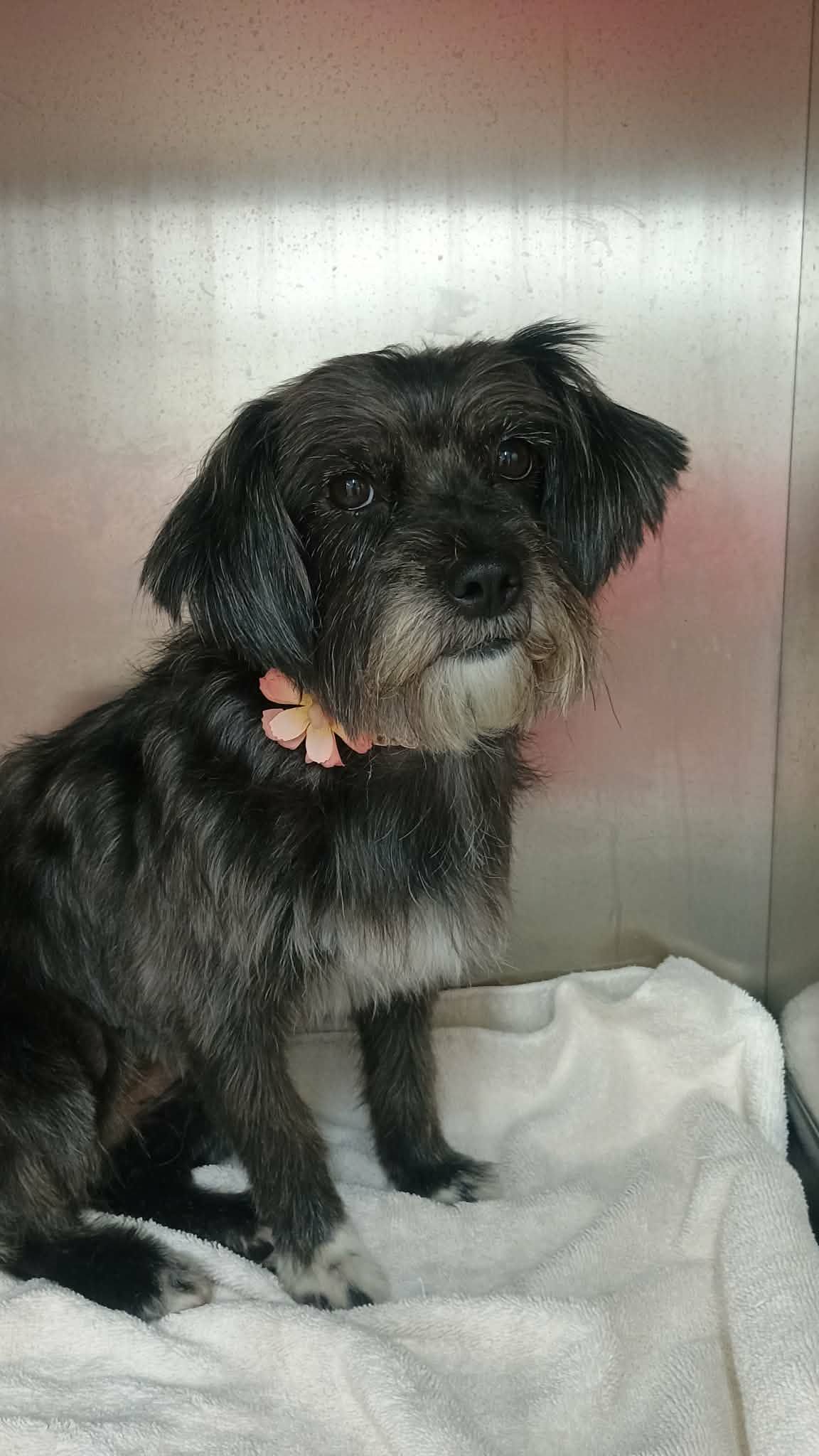 Black and gray dog wearing a pink collar sits on a white towel in a metallic enclosure.