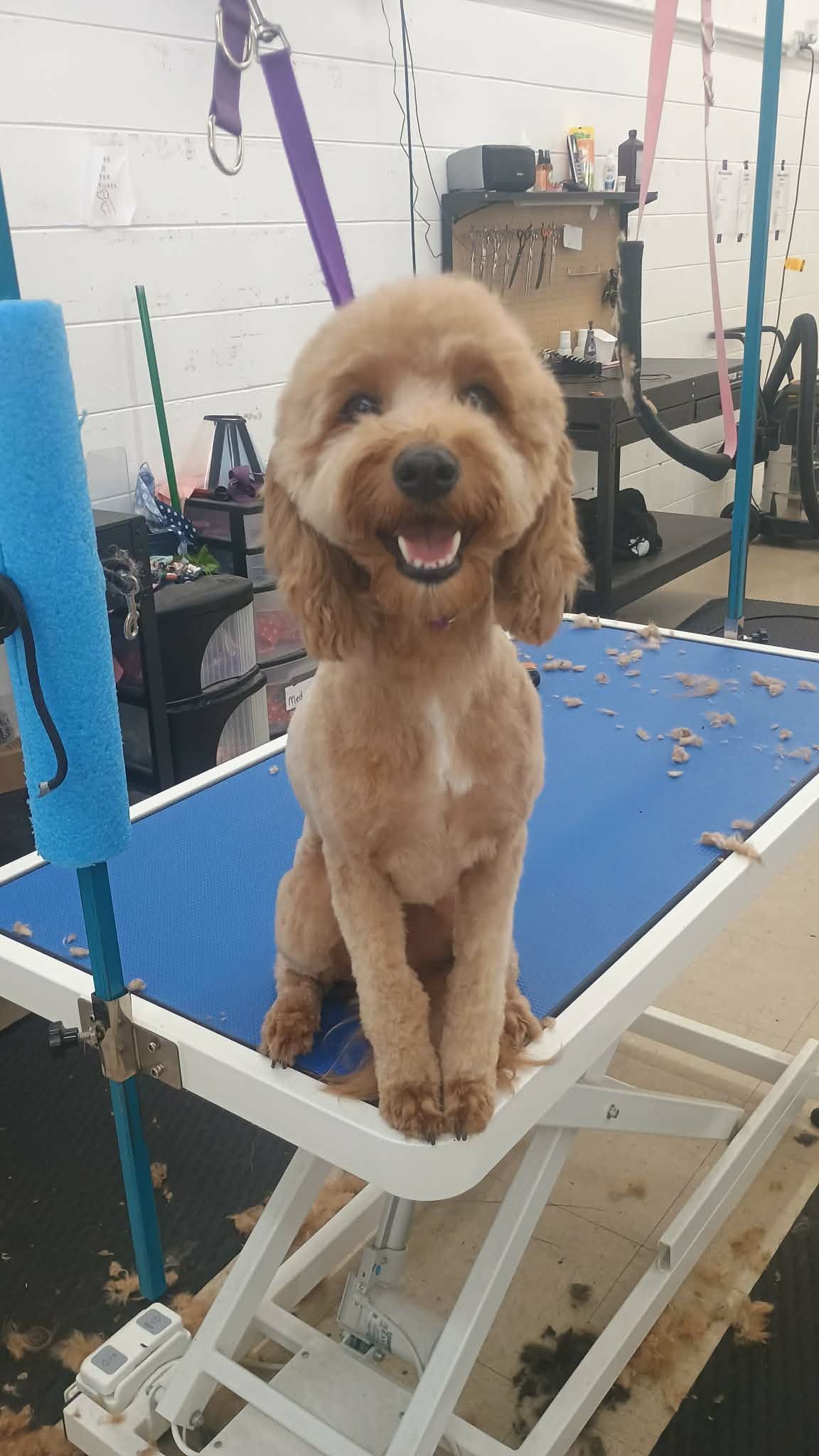 Happy-looking brown poodle sits on a grooming table after a haircut, smiling.